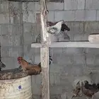 ديوك بلدي وفيومي