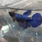 بكج انتاج الفايتر ذكر وانثى وعروض اخرا افضل جوده وارخص سعر