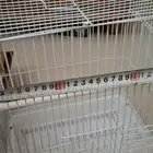 اقفاص للبيع