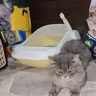 قطوة للتبني شيرازي