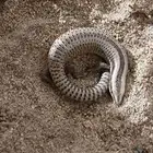 سحلية للبيع. تأكل الحشرات. لا أعرف جنسها. فقدت جزء ا صغير ا