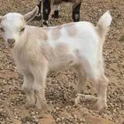 ماعز قزم جفره مستواها جميل وعيون زرقاء مميزه