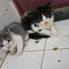 تبني قطط