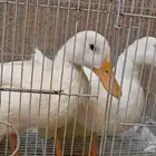 بط بكيني