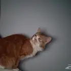 قط شيرازي للبيع انثي