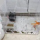 للبيع ارنب اسود صغير مع قفص وعلف