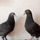 حمام لاحم فرنسى