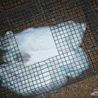 أرانب فرنسي