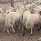 ماشاء الله تبارك الرحمن معنا كباش بلدي رقم واحد معانا عنق