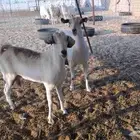 ماعز حليب شرط