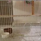 بادجي عمره 3شهور مزاجي