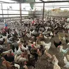 مشروع تربيه الدجاج البياض دجاج بلدي بياض صوص بلدي
