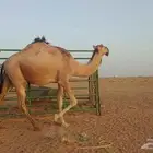 لقحه ب ثنوها على. جميع الشروط