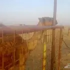 قعود اصفر مفرود طيب