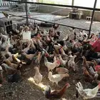 بلدي وفيومي للبيع الاعمار من اربع اشهر ونص الى ثمان شهور
