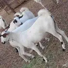 معنا جفار بلدي بضاعة طيبه رقم واحد