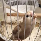 ببغاء روز هدد واليف
