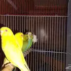 New young budgies home breed