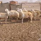 غنم حريات دفيع العدد 10