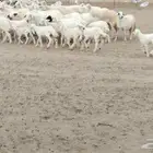 غنم حرية دفيع العدد 49 تحتها 29