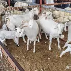 5 معزا بيشات جروم فاخره