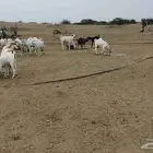 غنم مقاني للبيع قرابة 40 رأس