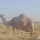 لقحه شقحا عل جميع الشروط وا ضريبه بكر جميع الشروط