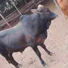 معنا عجل بلدي رقم واحد.و معانا خبشه جاموس رقم واحد