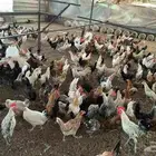 ديوك ودجاج بلدي بياض دجاج بلدي للبيع