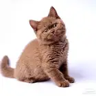 قط بريتش سينامون