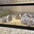 Hamster