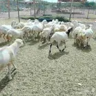 رخيل بلدي اعمارها من خمسه شهور الى سته اشهر