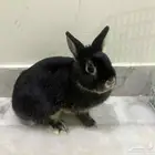 أرنب هولندي قزم