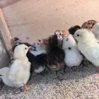صوص بلدي ب 2 ريال
