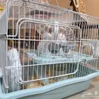 هامستر سوري