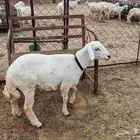خروف فحل