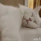للتبني قط مدة شهر لداعي السفر
