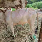 عجل حسيل وخبشه