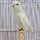 انثى البينو صافيه حجم تب