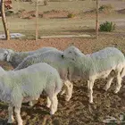 خرفان تمايم