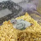 كنيور اناناس