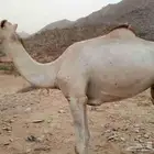 عجم للبيع