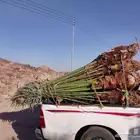 نخيل للبيع بجميع انواعه ومقاساته