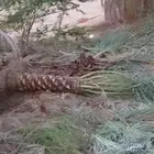 يوجد لدينا جميع انواع النخيل بجميع مقاساته