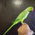 ذره اليف حمامه معا الصغير والكبير