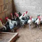 ديكة فيوم