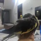 كروان كوكتيل