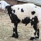 طلي جبر للبيع