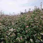 بذور الحنطة السوداء المقشورة.