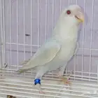 ذكر روز بال فالو عيون حمر منتج